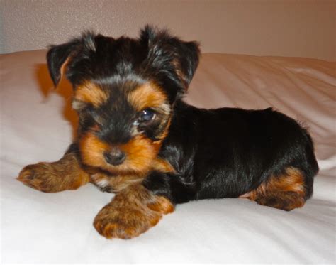 3 Cranston is a part of the Providence metropolitan area. . Puppies for sale in rhode island